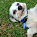 Photo of Monty ~ Shih Tzu X (Foster Fail 9/4/15)