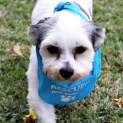 Photo of Monty ~ Shih Tzu X (Foster Fail 9/4/15)