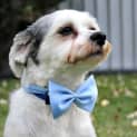 Photo of Monty ~ Shih Tzu X (Foster Fail 9/4/15)
