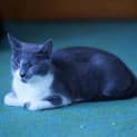 Photo of Little Miss Truffle