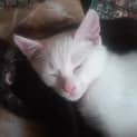 Photo of Cupcake ~ Applications Closed