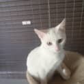 Photo of Ivory