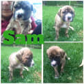 Photo of Sam