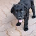 Photo of Midge