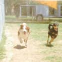Photo of Boris ~ Purebred Border Collie (On Trial 17/4/15)