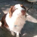 Photo of Boris ~ Purebred Border Collie (On Trial 17/4/15)