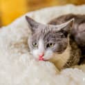Photo of Earl (Located In Craigieburn)