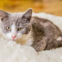 Photo of Earl (Located In Craigieburn)