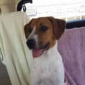 Photo of Abby ~ Red Cattle Dog X (On Trial 26/4/15)