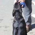 Photo of Stella