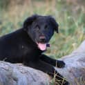 Photo of Marcus ***Under Application***