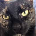 Photo of Uma Adoption Fee $150.00