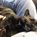 Photo of Uma Adoption Fee $150.00