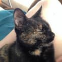 Photo of Uma Adoption Fee $150.00