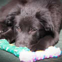 Photo of Marcus ***Under Application***