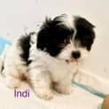Photo of Indi