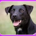 Photo of Zarli ~ Kelpie Girl (Foster Fail 1/5/15)