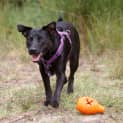 Photo of Zarli ~ Kelpie Girl (Foster Fail 1/5/15)