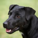 Photo of Zarli ~ Kelpie Girl (Foster Fail 1/5/15)