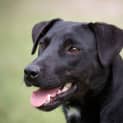 Photo of Zarli ~ Kelpie Girl (Foster Fail 1/5/15)