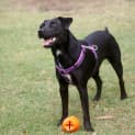 Photo of Zarli ~ Kelpie Girl (Foster Fail 1/5/15)