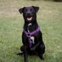 Photo of Zarli ~ Kelpie Girl (Foster Fail 1/5/15)