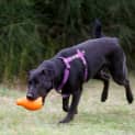 Photo of Zarli ~ Kelpie Girl (Foster Fail 1/5/15)