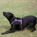 Photo of Zarli ~ Kelpie Girl (Foster Fail 1/5/15)