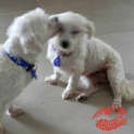 Photo of Cindy & Lucky ~ Maltese Pair (Trial 16/5/15)