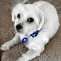 Photo of Cindy & Lucky ~ Maltese Pair (Trial 16/5/15)