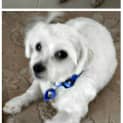 Photo of Cindy & Lucky ~ Maltese Pair (Trial 16/5/15)