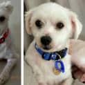 Photo of Cindy & Lucky ~ Maltese Pair (Trial 16/5/15)