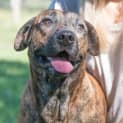 Photo of Butch ~ #1500258
