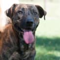 Photo of Butch ~ #1500258