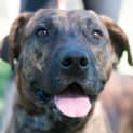 Photo of Butch ~ #1500258