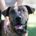 Photo of Butch ~ #1500258