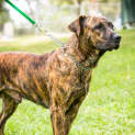 Photo of Butch ~ #1500258