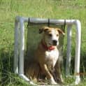 Photo of Buddy (Adoption Pending)