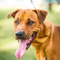 Photo of Bentley ~ #1500298