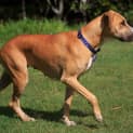 Photo of Ginger ~ Great Dane X (On Trial 26/4/15)