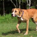 Photo of Ginger ~ Great Dane X (On Trial 26/4/15)