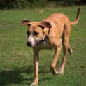 Photo of Ginger ~ Great Dane X (On Trial 26/4/15)
