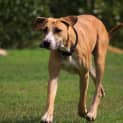 Photo of Ginger ~ Great Dane X (On Trial 26/4/15)