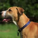 Photo of Ginger ~ Great Dane X (On Trial 26/4/15)