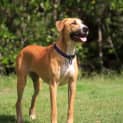 Photo of Ginger ~ Great Dane X (On Trial 26/4/15)