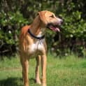 Photo of Ginger ~ Great Dane X (On Trial 26/4/15)