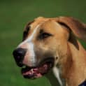 Photo of Ginger ~ Great Dane X (On Trial 26/4/15)