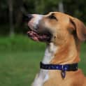 Photo of Ginger ~ Great Dane X (On Trial 26/4/15)