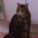 Photo of Boris And Bindi (Dual Adoption)