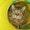 Photo of Boris And Bindi (Dual Adoption)